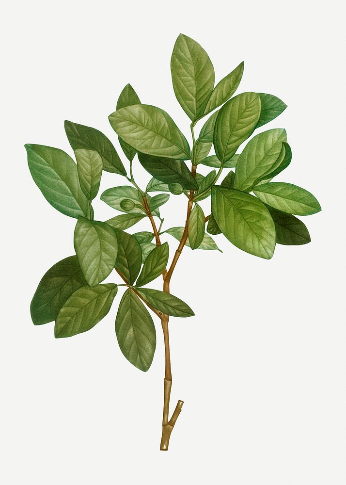 Vintage Eastern leatherwood branch plant illustration