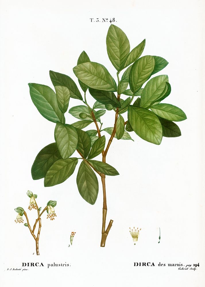 Eastern leatherwood, Dirca palustris from Trait&eacute; des Arbres et Arbustes que l&rsquo;on cultive en France en pleine…