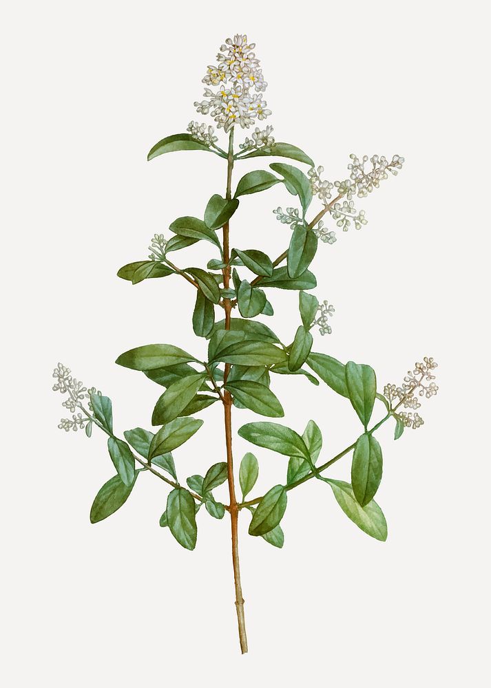 Vintage wild privet branch plant vector