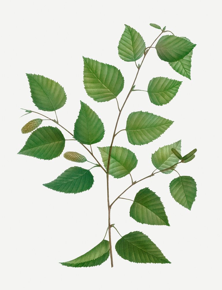Vintage paper birch branch plant illustration