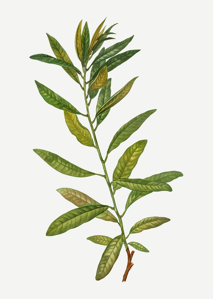 Vintage rhodora branch plant illustration