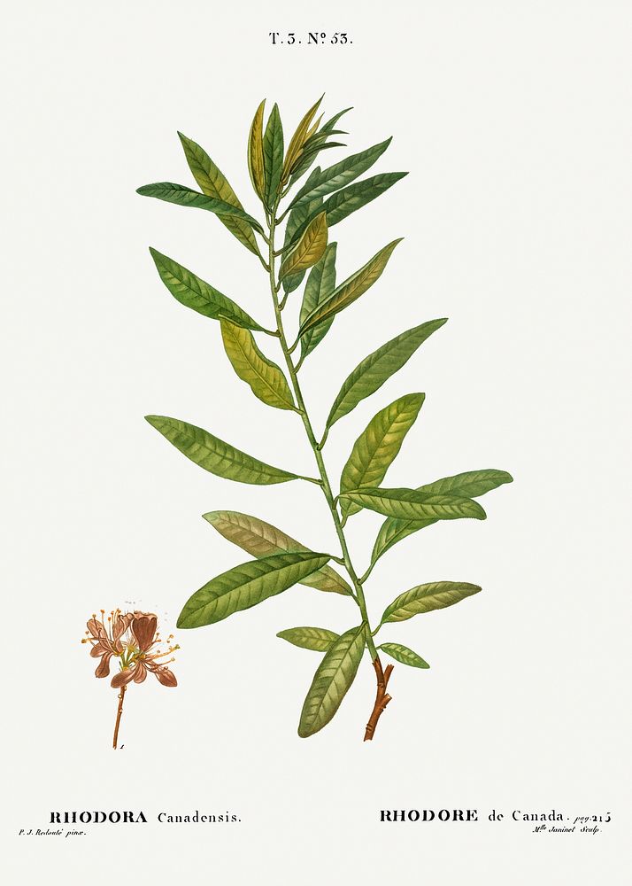 Rhodora, Rhodora Canadensis from Traité des Arbres et Arbustes que l’on cultive en France en pleine terre (1801–1819) by…