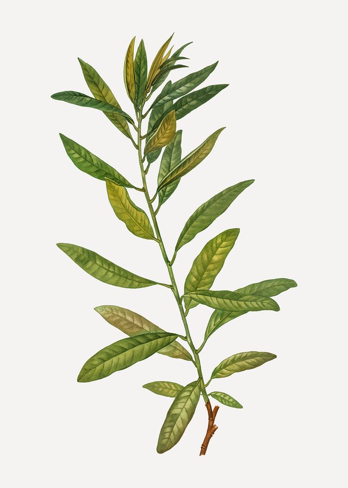Vintage rhodora branch plant vector