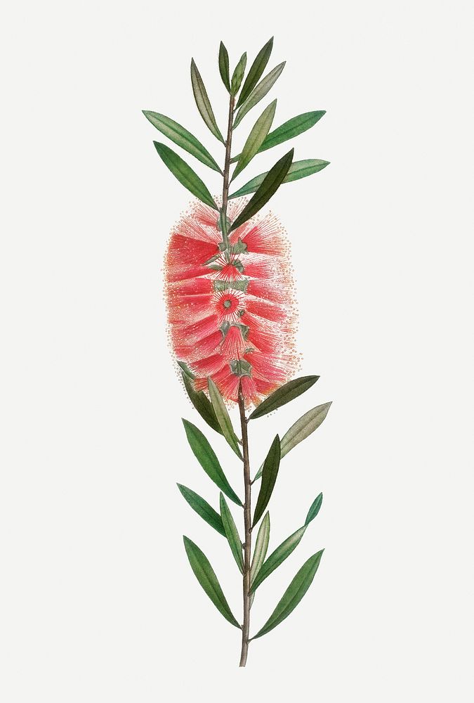 Vintage metrosideros lophanta plant illustration