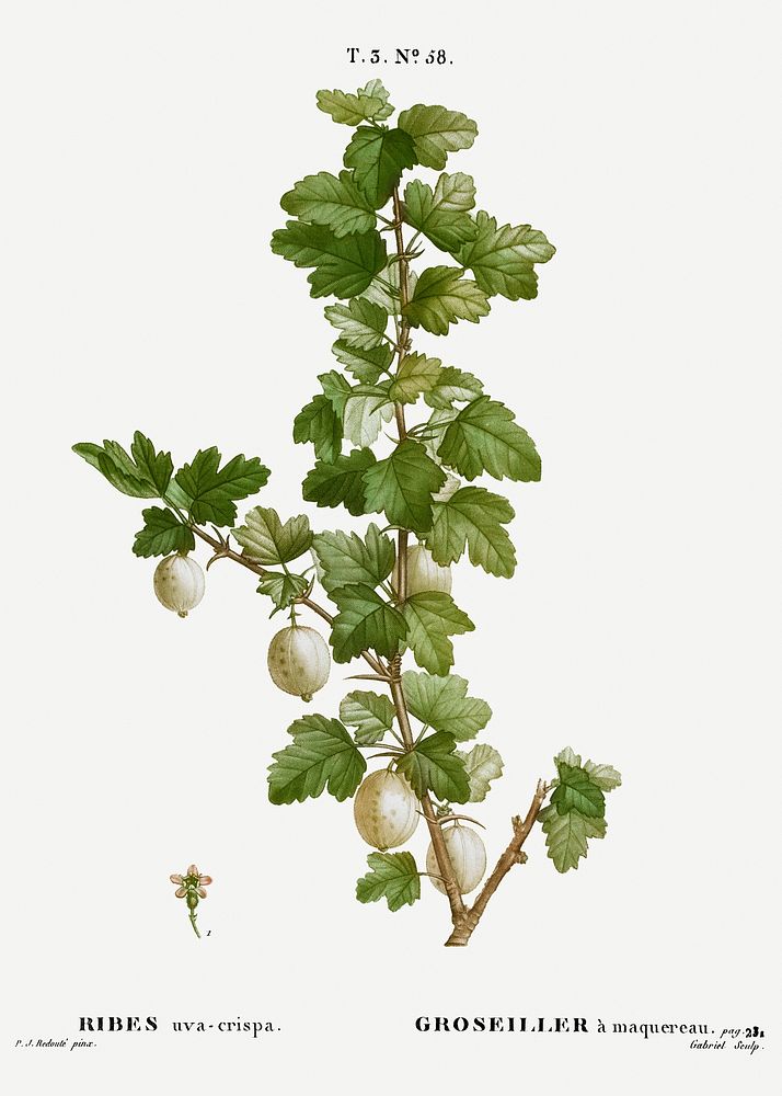 Gooseberry, Ribes uva-crispa from Trait&eacute; des Arbres et Arbustes que l&rsquo;on cultive en France en pleine terre…