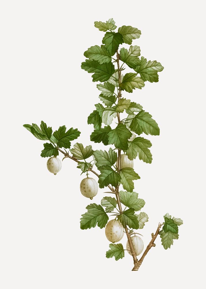 Vintage gooseberry branch plant vector