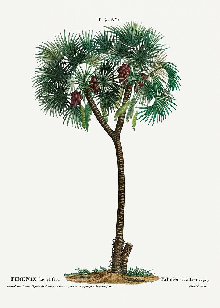 Date palm (Phoenix dactylifera) from Trait&eacute; des Arbres et Arbustes que l&rsquo;on cultive en France en pleine terre…