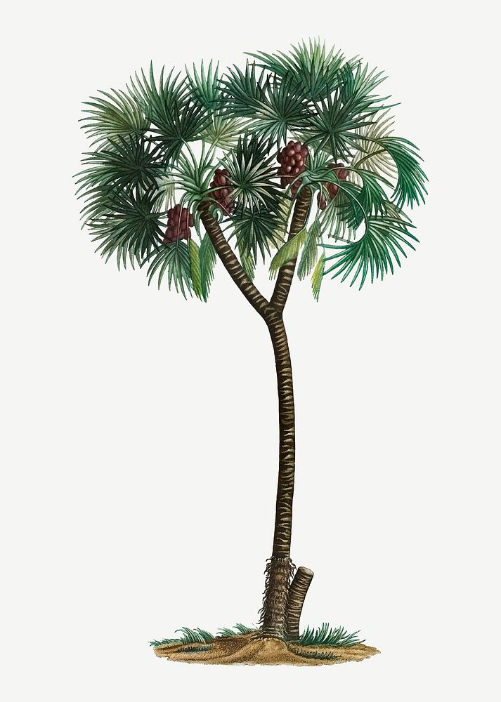 Vintage date palm tree vector