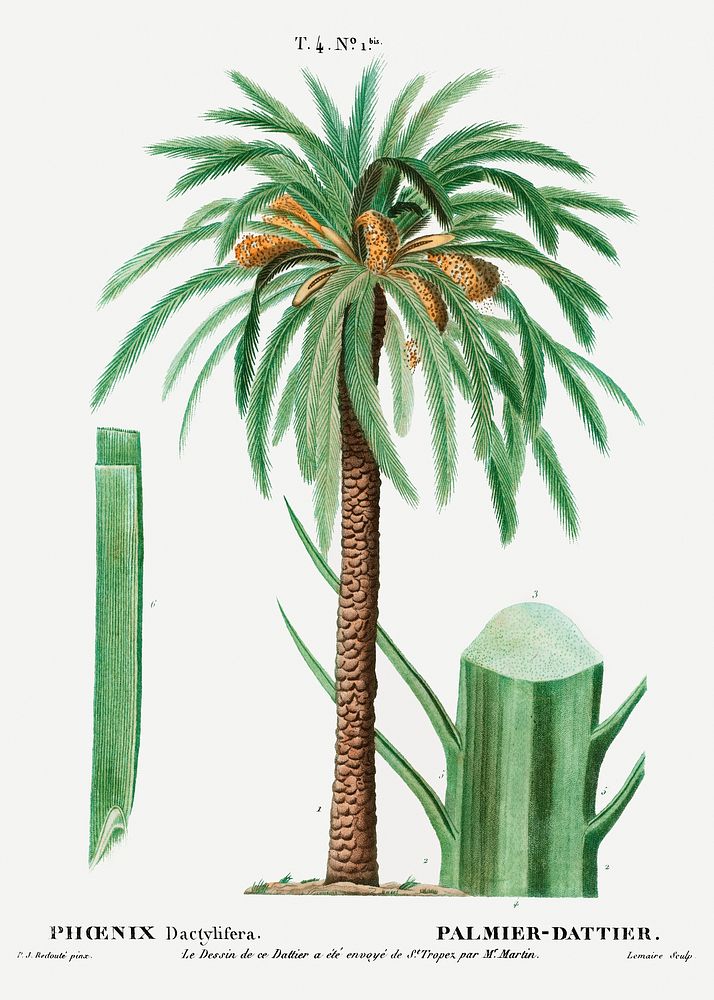 Date palm, Phoenix dactylifera from Trait&eacute; des Arbres et Arbustes que l&rsquo;on cultive en France en pleine terre…
