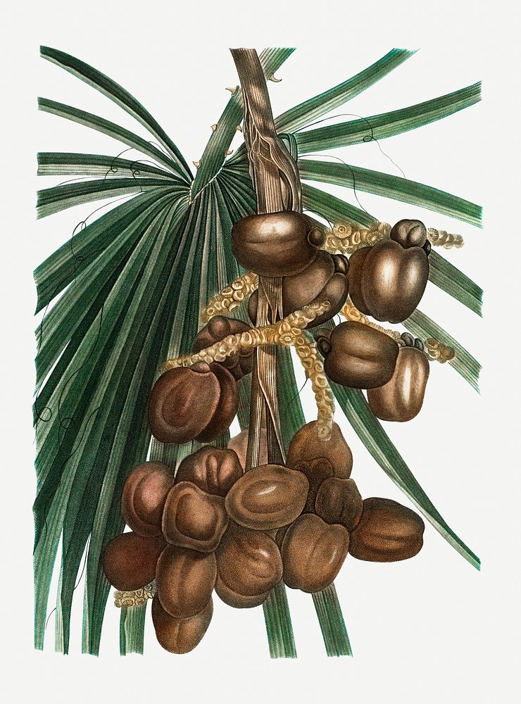 Vintage date palm plant illustration