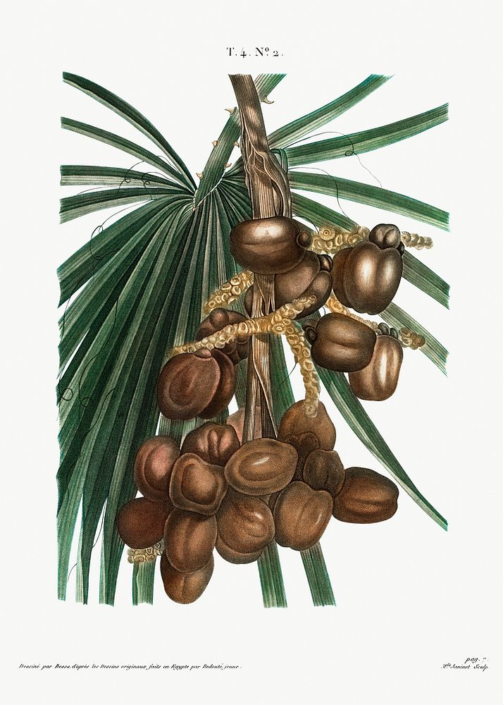 Date palm (Phoenix dactylifera) from Trait&eacute; des Arbres et Arbustes que l&rsquo;on cultive en France en pleine terre…