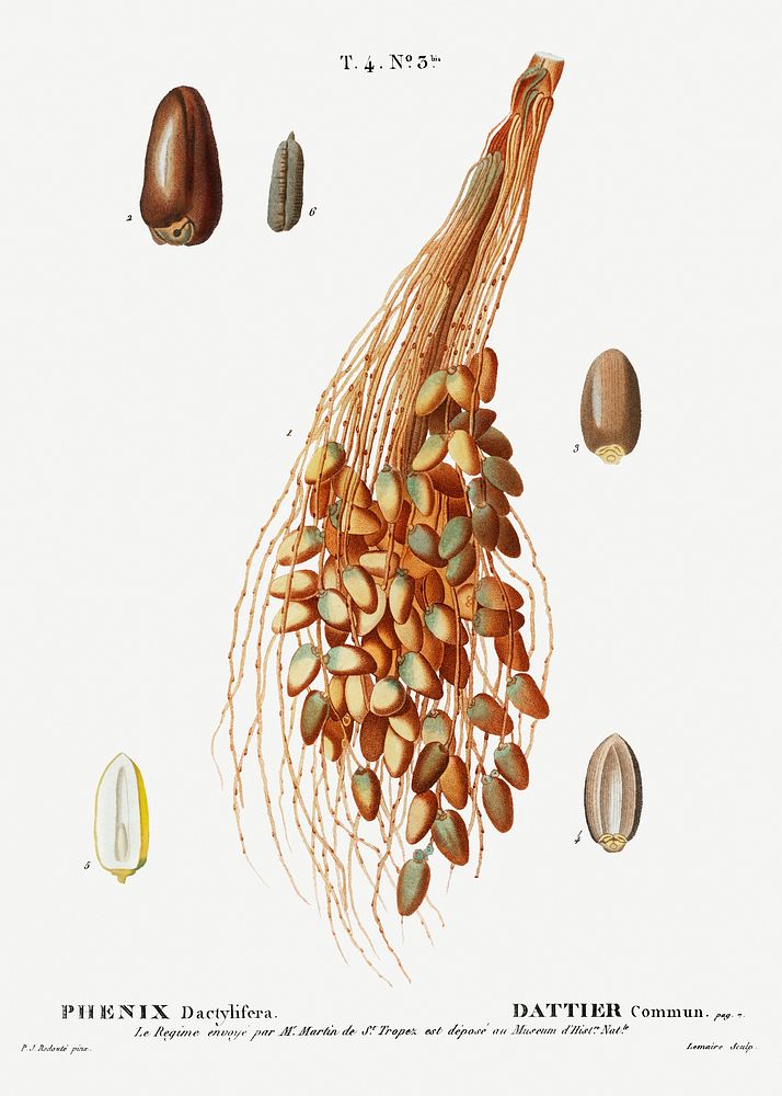 Date palm (Phoenix dactylifera) from Trait&eacute; des Arbres et Arbustes que l&rsquo;oncultive en France en pleine terre…