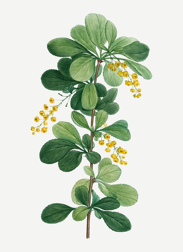 Vintage common barberry branch plant illustration