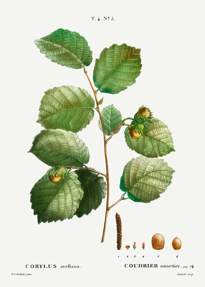 Hazelnut (Corylus avellana + Coudrier noisettier) from Trait&eacute; des Arbres et Arbustes que l&rsquo;on cultive en France…