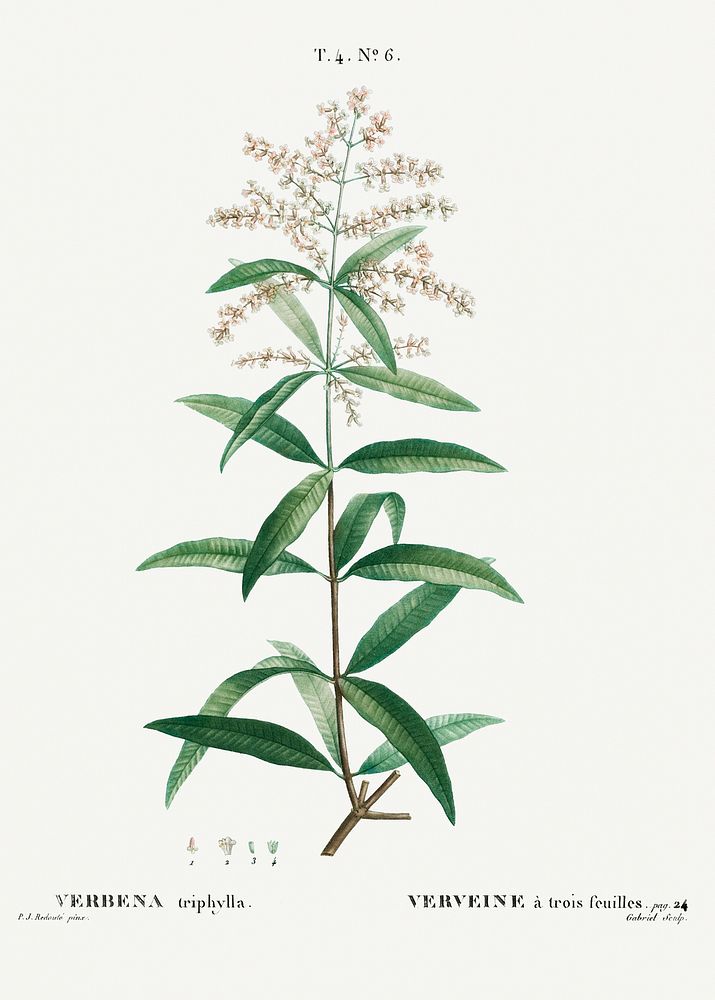 Lemon verbena, Verbena triphylla from Trait&eacute; des Arbres et Arbustes que l&rsquo;on cultive en France en pleine terre…