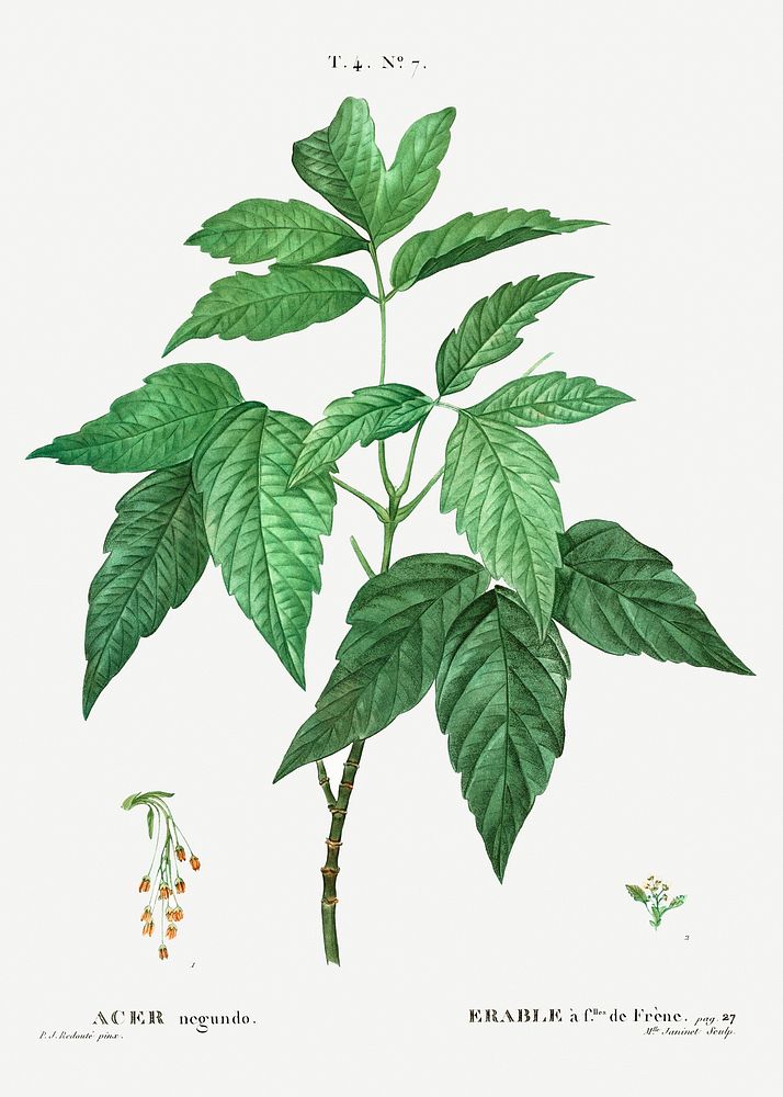 Box elder (Acer negundo) from Trait&eacute; des Arbres et Arbustes que l&rsquo;on cultive en France en pleine terre…