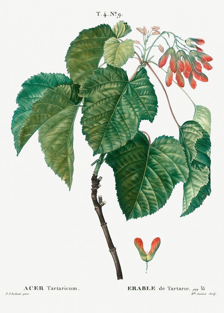 Tatar maple (Acer tataricum) from Trait&eacute; des Arbres et Arbustes que l&rsquo;on cultive en France en pleine terre…