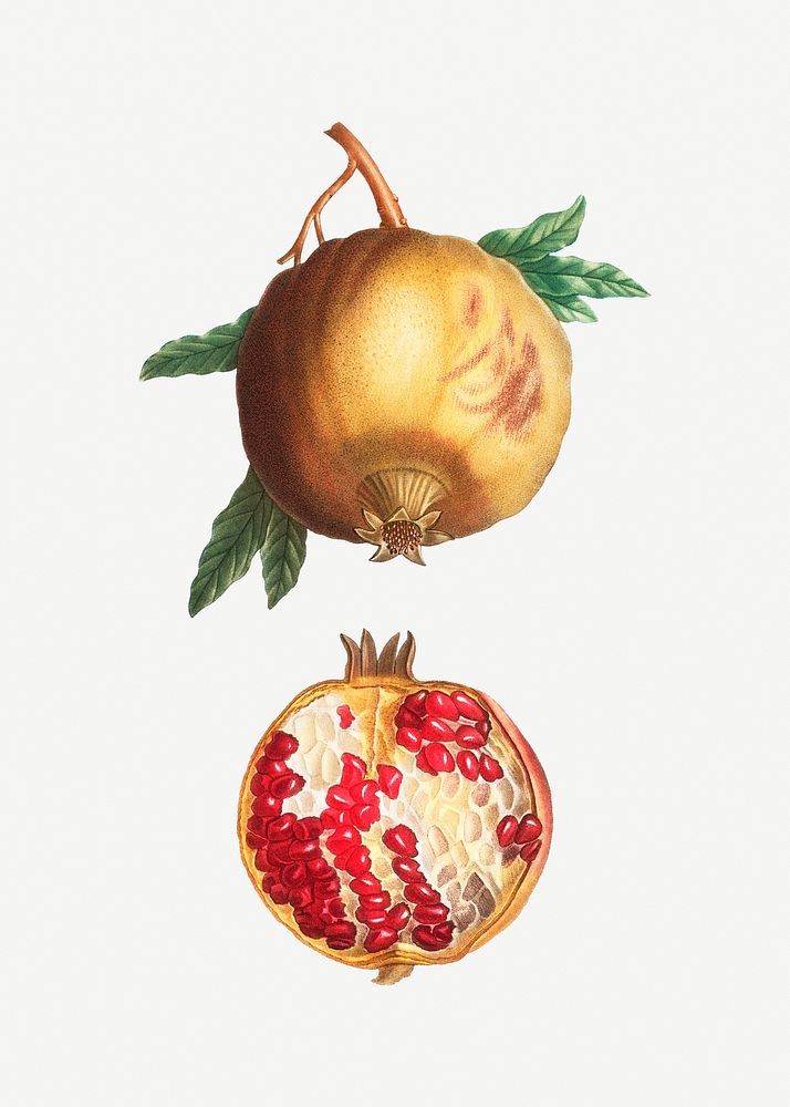 Vintage pomegranate fruit illustration