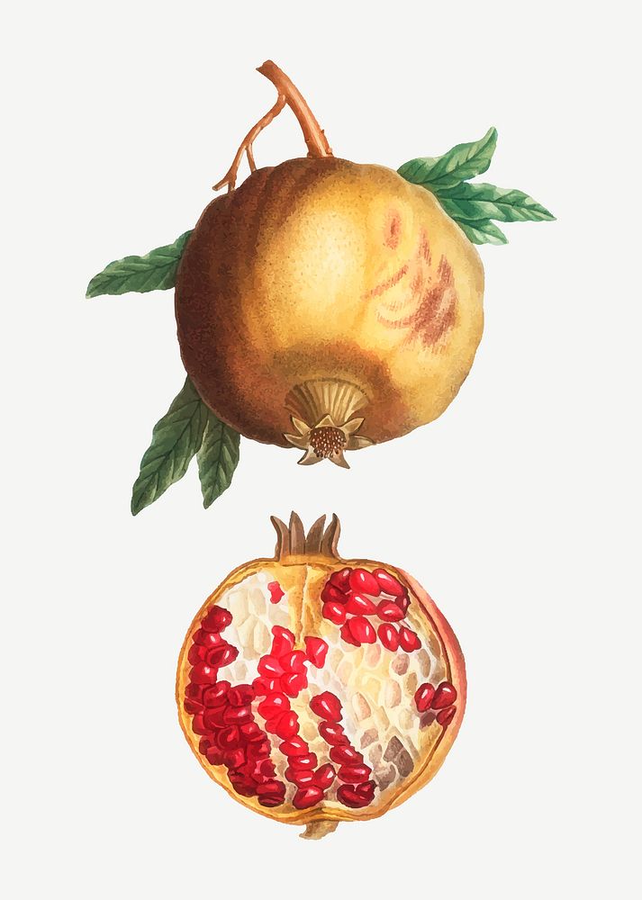 Vintage pomegranate plant vector