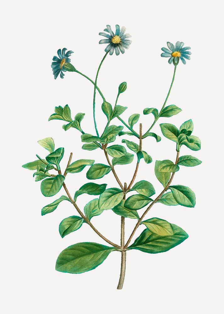 Vintage blue marguerite plant vector