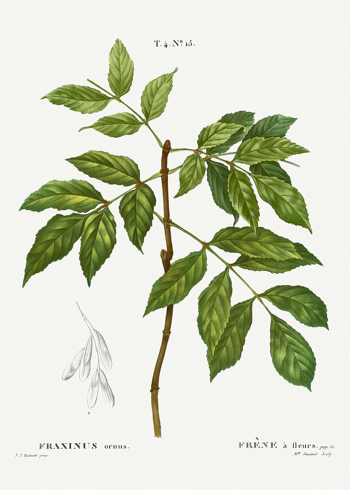 Manna ash, Fraxinus ornus from Trait&eacute; des Arbres et Arbustes que l&rsquo;on cultive en France en pleine terre…