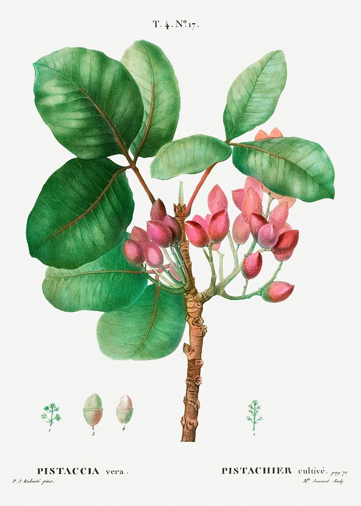 Pistachio (Pistaccia vera) from Trait&eacute; des Arbres et Arbustes que l&rsquo;on cultive en France en pleine terre…