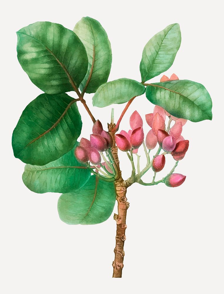 Vintage pistachio flowering plant vector
