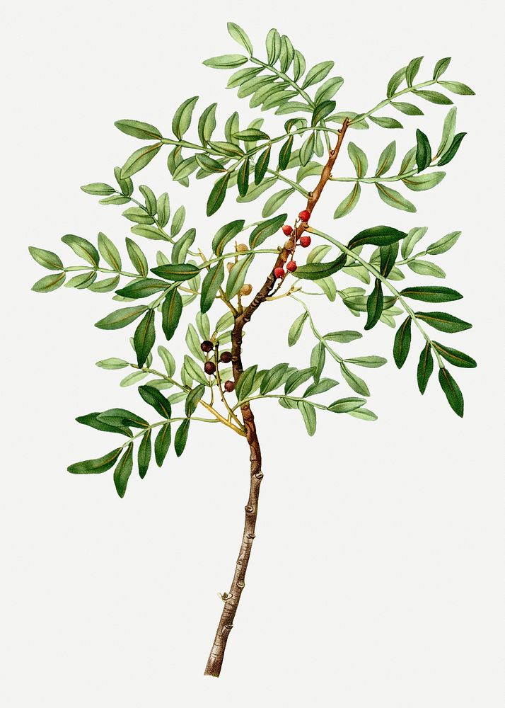 Vintage lentisk branch plant illustration