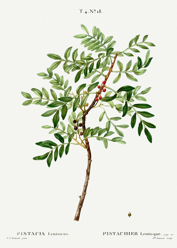 Lentisk, Pistacia lentiscus from Trait&eacute; des Arbres et Arbustes que l&rsquo;on cultive en France en pleine terre…