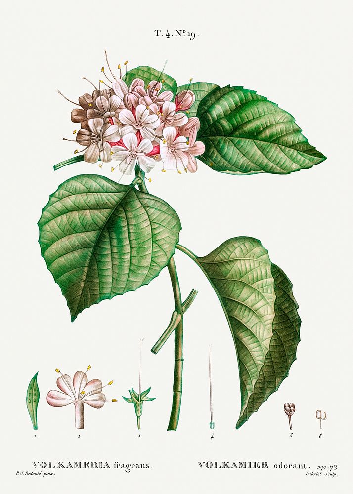 Chinese Glory Bower (Volkameria fragrans) from Trait&eacute; des Arbres et Arbustes que l&rsquo;on cultive en France en…