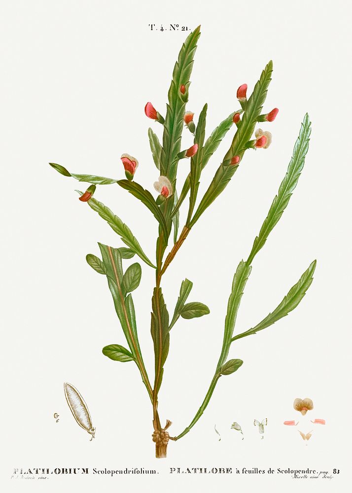 Flat-pea, Platilobium scolopendrifolium from Trait&eacute; des Arbres et Arbustes que l&rsquo;on cultive en France en pleine…