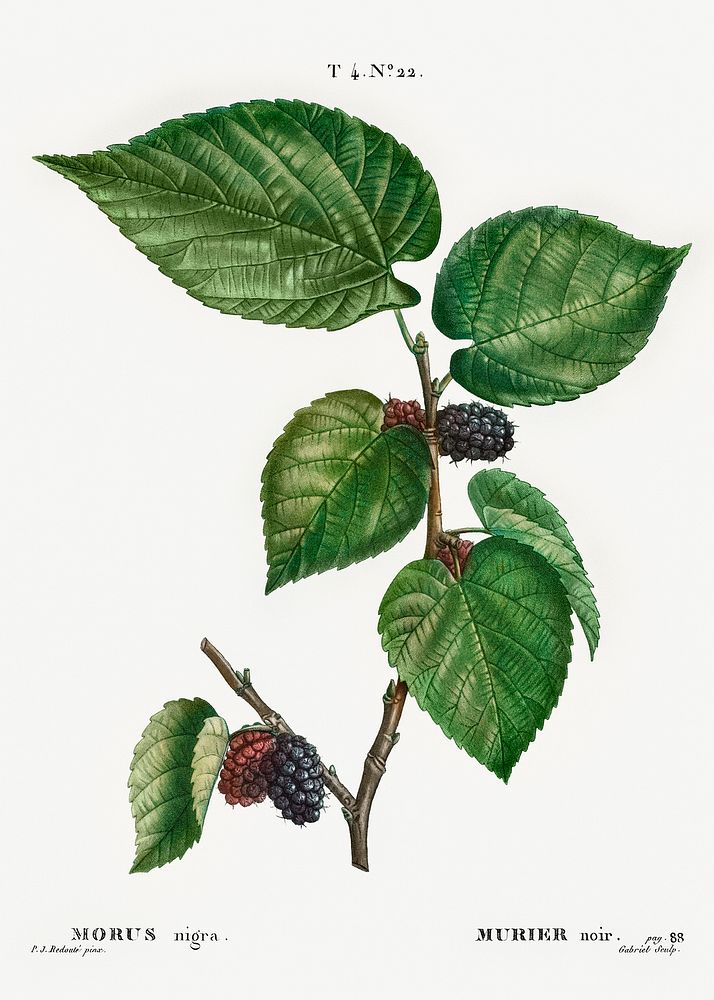 Black Mulberry (Morus nigra) from Trait&eacute; des Arbres et Arbustes que l&rsquo;on cultive en France en pleine terre…