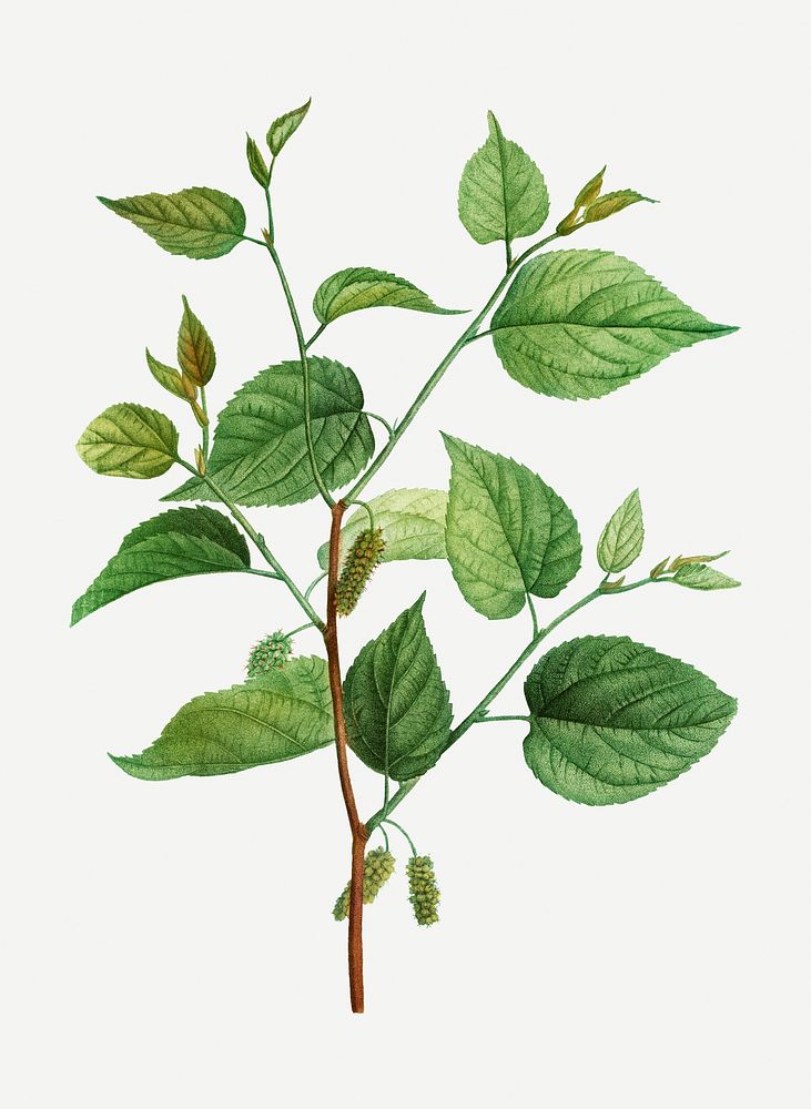 Vintage red mulberry branch plant illustration