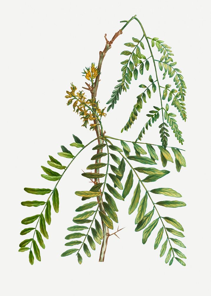 Vintage honey locust branch plant illustration