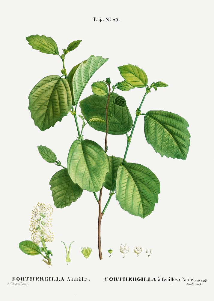 Witch alder, Forthergilla Alnifolia from Trait&eacute; des Arbres et Arbustes que l&rsquo;on cultive en France en pleine…