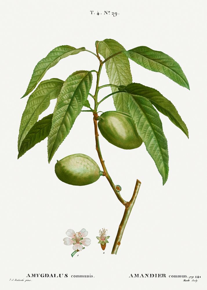 Almond, Amygdalus communis from Trait&eacute; des Arbres et Arbustes que l&rsquo;on cultive en France en pleine terre…
