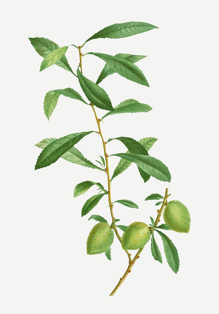 Vintage dwarf Russian almond branch plant illustration