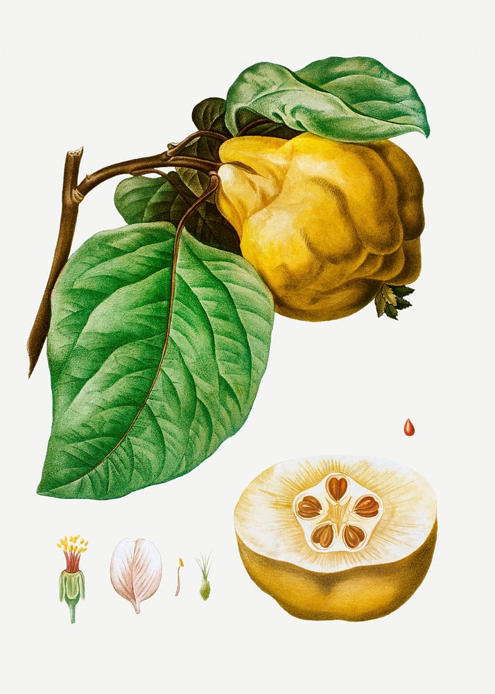 Beautiful vintage quince plant illustration