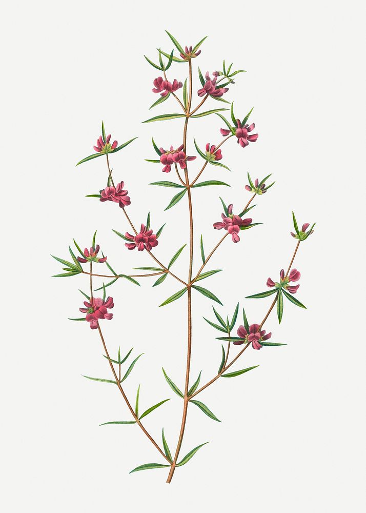 Vintage heath mirbelia branch plant illustration