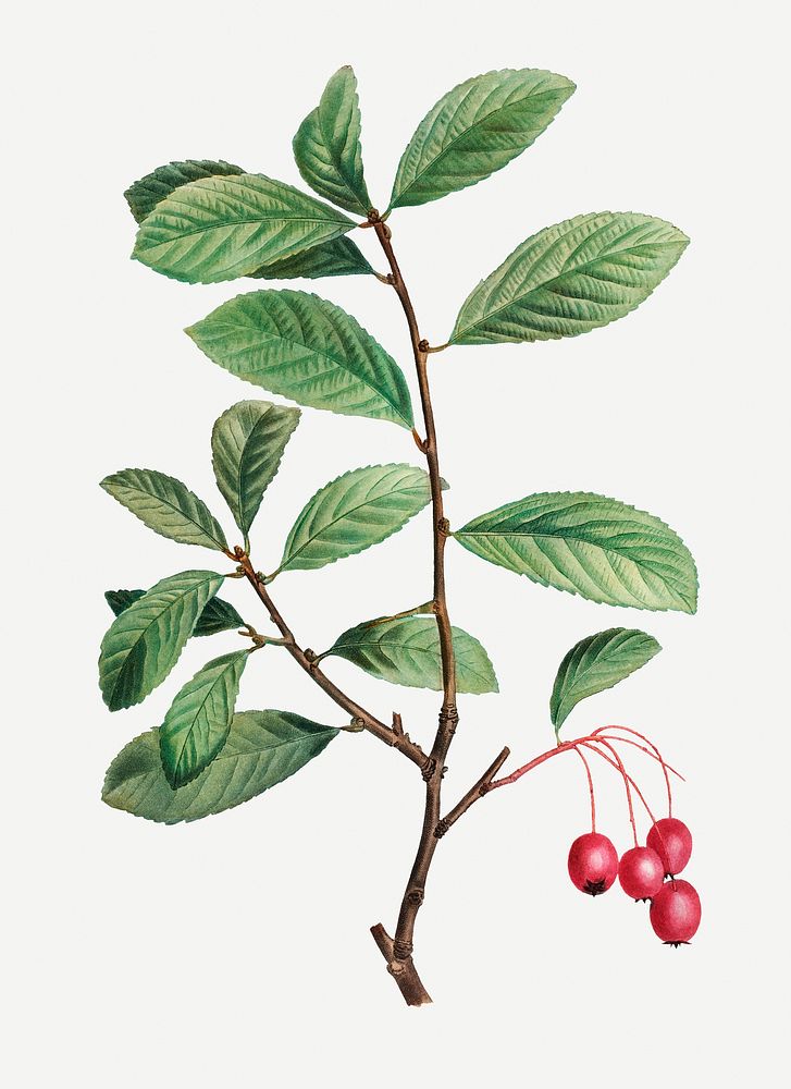 Vintage broad-leaved cockspur thorn branch plant illustration