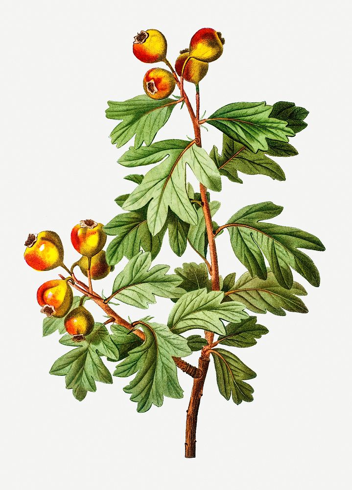 Vintage crataegus azarolus plant illustration