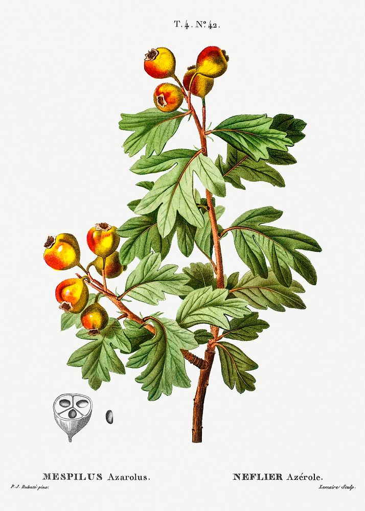 Crataegus azarolus (Mespilus azarolus) from Trait&eacute; des Arbres et Arbustes que l&rsquo;on cultive en France en pleine…