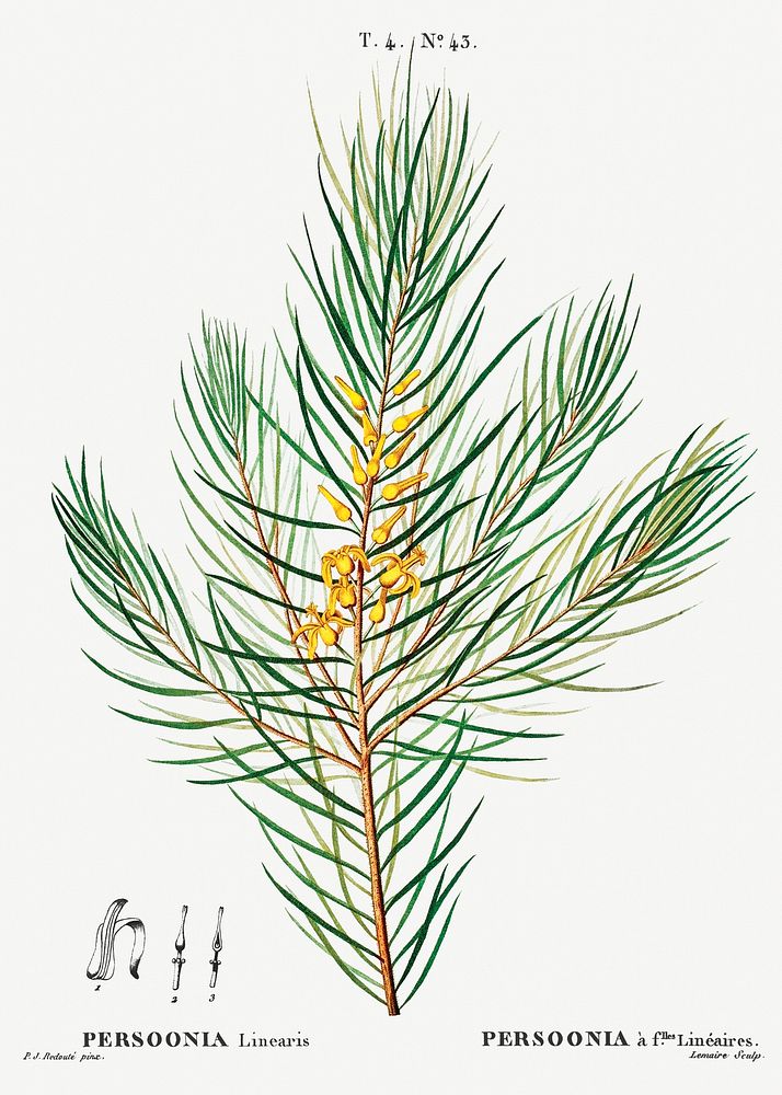 Narrow-leaved geebung (Persoonia linearis) from Trait&eacute; des Arbres et Arbustes que l&rsquo;on cultive en France en…