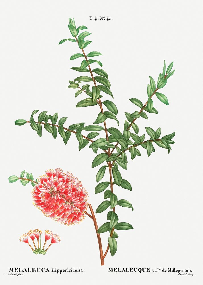 Hillock bush (Melaleuca hippericifolia) from Trait&eacute; des Arbres et Arbustes que l&rsquo;on cultive en France en pleine…