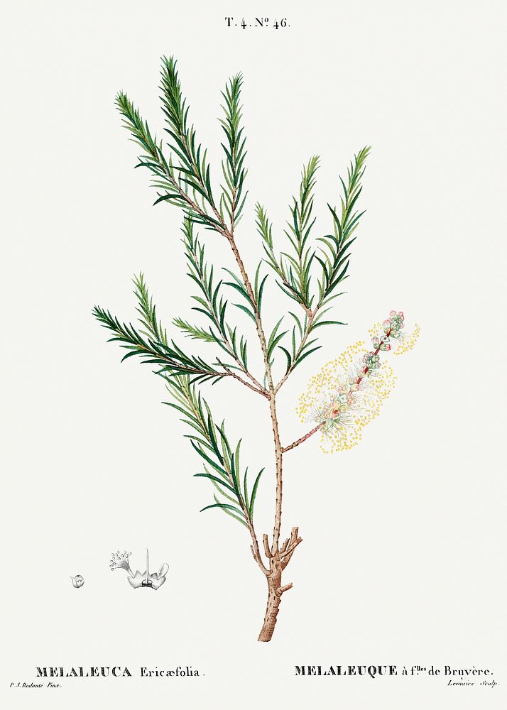 Swamp paperbark, Melaleuca ericaefolia from Trait&eacute; des Arbres et Arbustes que l&rsquo;on cultive en France en pleine…