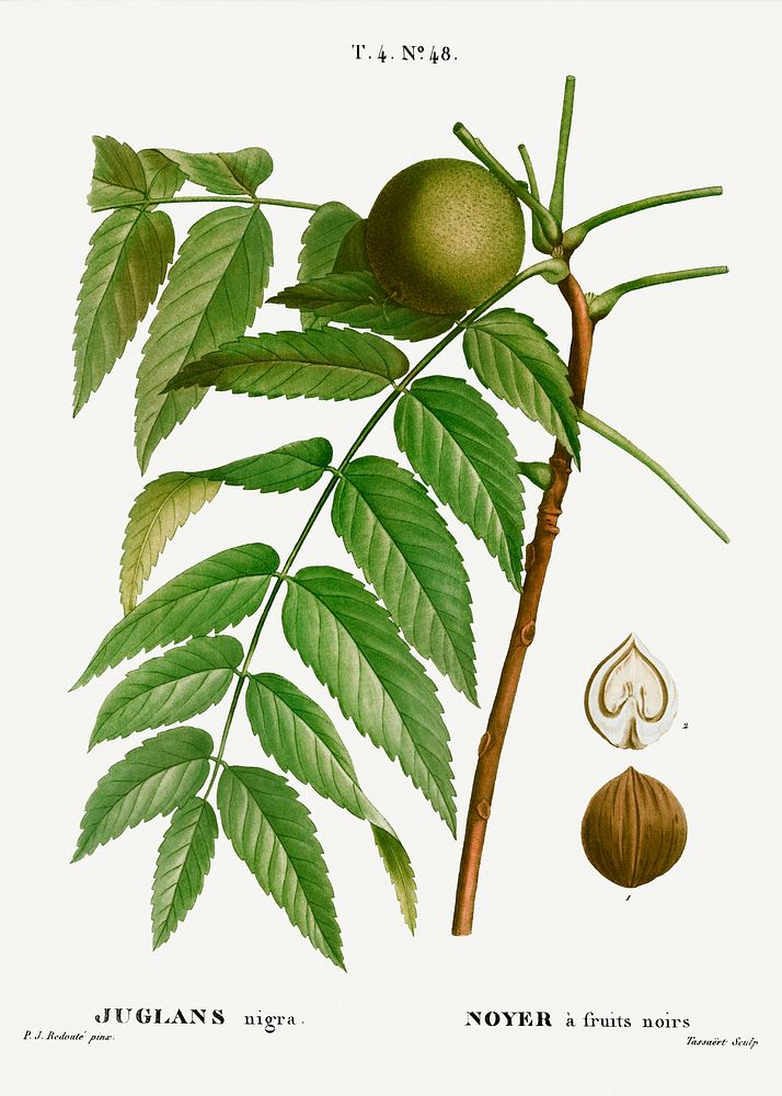 Black walnut, Juglans nigra from Trait&eacute; des Arbres et Arbustes que l&rsquo;on cultive en France en pleine terre…