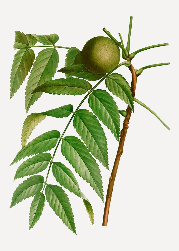 Vintage black walnut branch plant vector