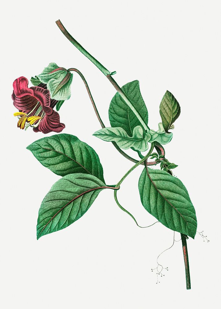 Vintage blooming cobaea scandens illustration