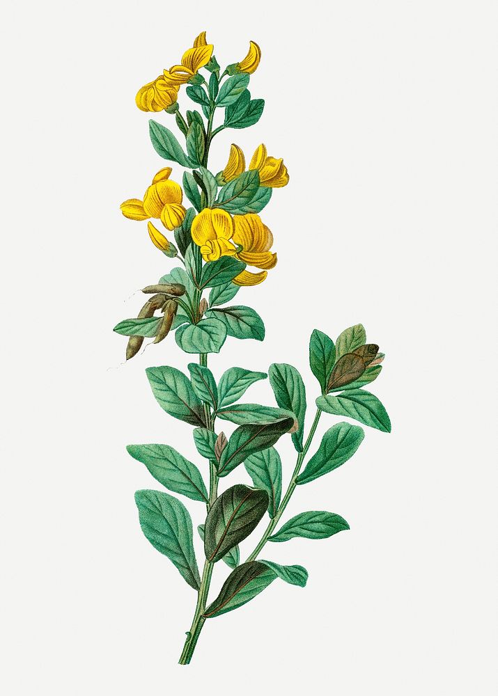 Vintage rafnia triflora plant illustration