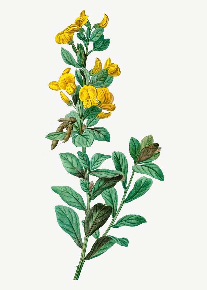 Vintage rafnia triflora plant vector